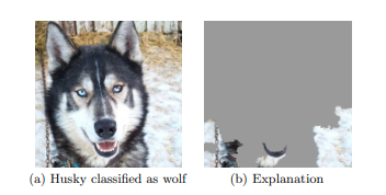 Wolf vs Husky identification model